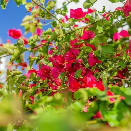 Biniforcat * Cala en Forcat